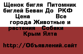 Щенок бигля. Питомник биглей Беван-До (РКФ) › Цена ­ 20 000 - Все города Животные и растения » Собаки   . Крым,Ялта